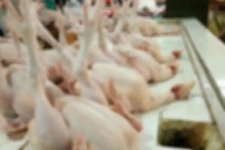 Daging ayam yang terlalu lama di suhu panas saat perjalanan akan lebih cepat membusuk