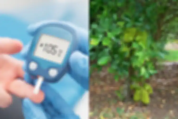 Menyembuhkan diabetes dengan air rebusan daun nangka