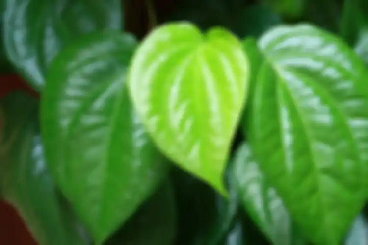 daun sirih