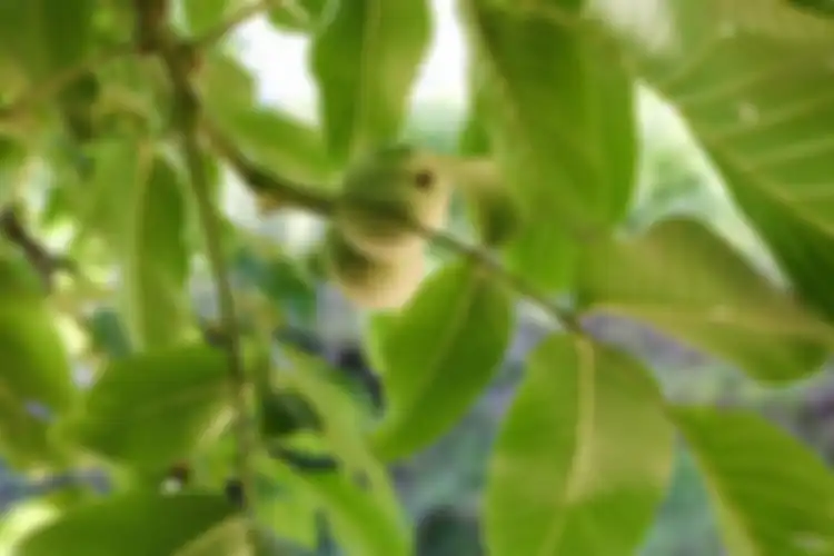 Cuma olah daun jambu biji jadi masker wajah bisa bebaskan wajah dari beragam masalah wajah
