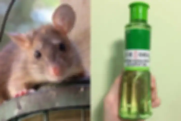 Rumah bakal bebas dari tikus hanya dengan memakai minyak kayu putih