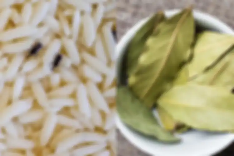 cuma modal daun salam bisa usir kutu beras yang menyiksa