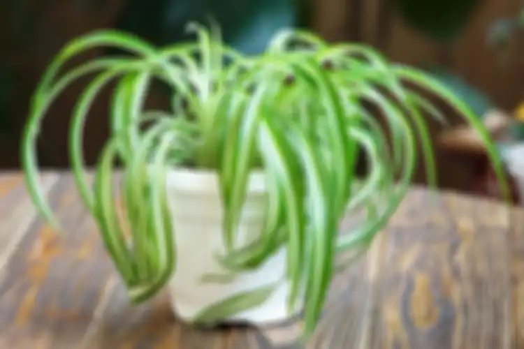 Tanaman spider plant