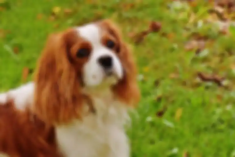Ras anjing Cavalier King Charles Spaniels