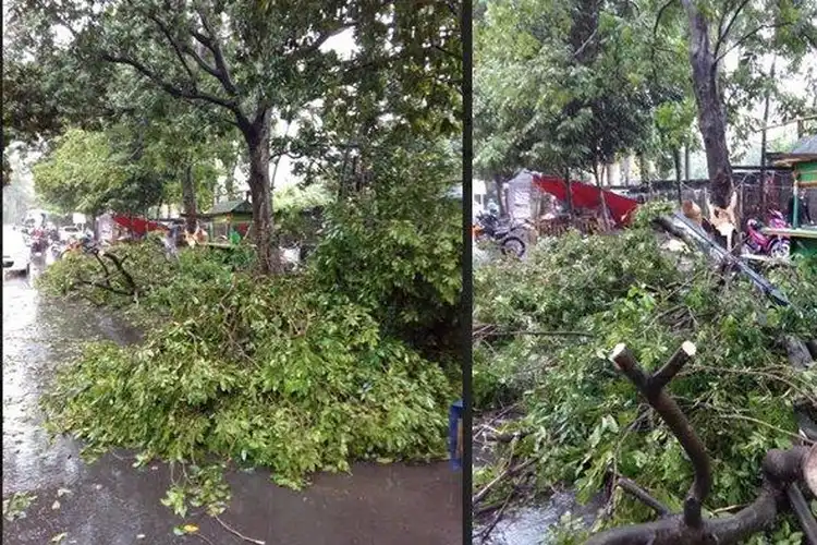 Kembali Bikers Tertimpa Pohon Tumbang Saat Hujan Deras Di Bogor