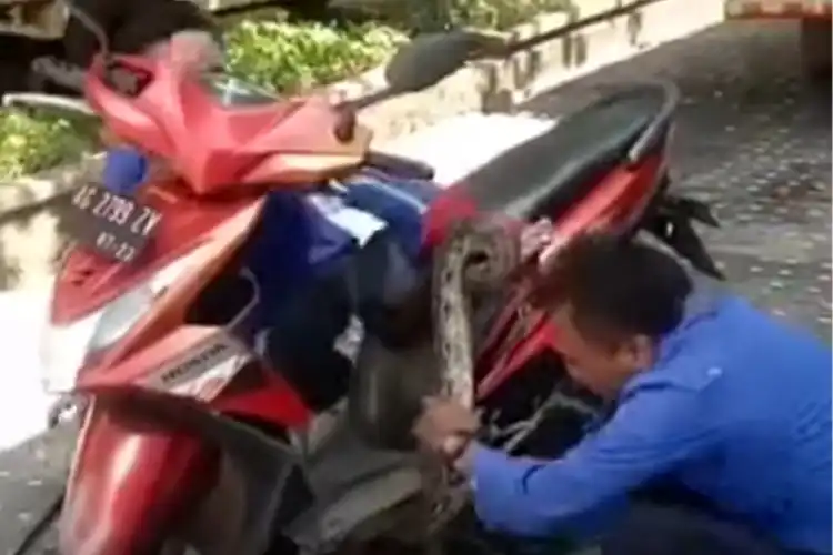 Merinding, Damkar Evakuasi Ular Piton Panjang 2 Meter,  Sembunyi dlDalam Honda BeAT