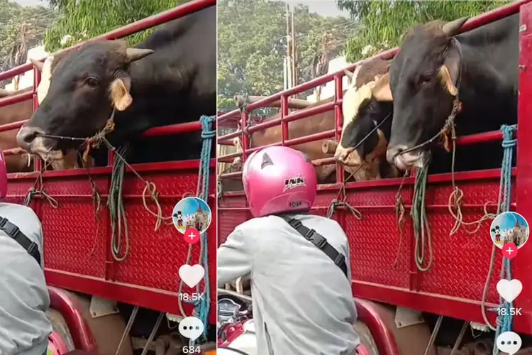 Kocak Sapi Korban Isengin Pemotor di Lampu Merah, Mau Jilat Helm