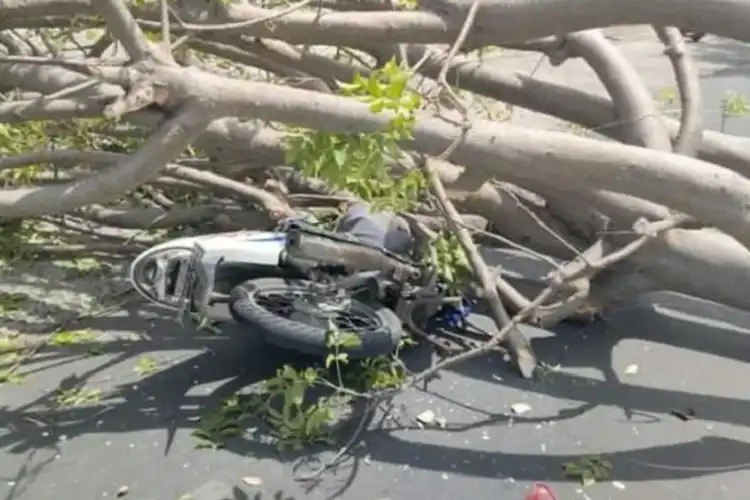 Pemotor Patah Tulang Tertimpa Pohon di Lombok Utara, Pakar Safety Riding: Ciri Pohon Rawan Tumbang Kelihatan
