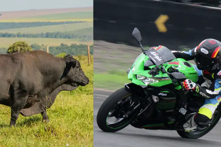 Spesialnya Sapi Brangus Untuk Kurban Harganya Setara Dua Unit Ninja ZX-25R