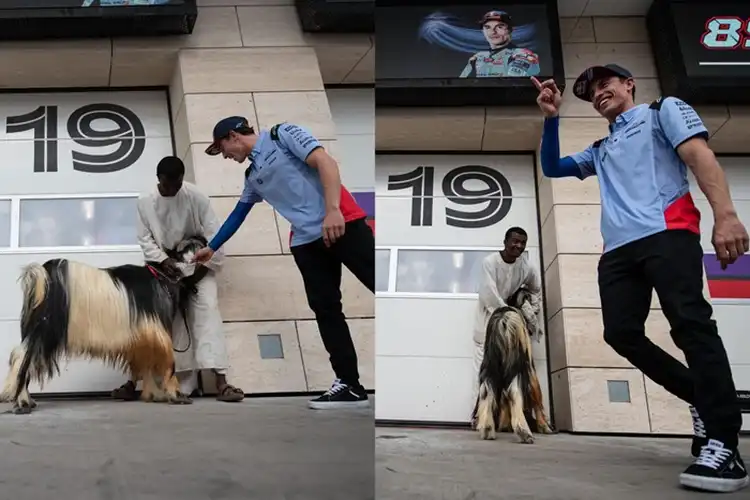 Kambing Bikin Heboh Marc Marquez dan Gresini Racing di Paddock MotoGP Qatar 2024