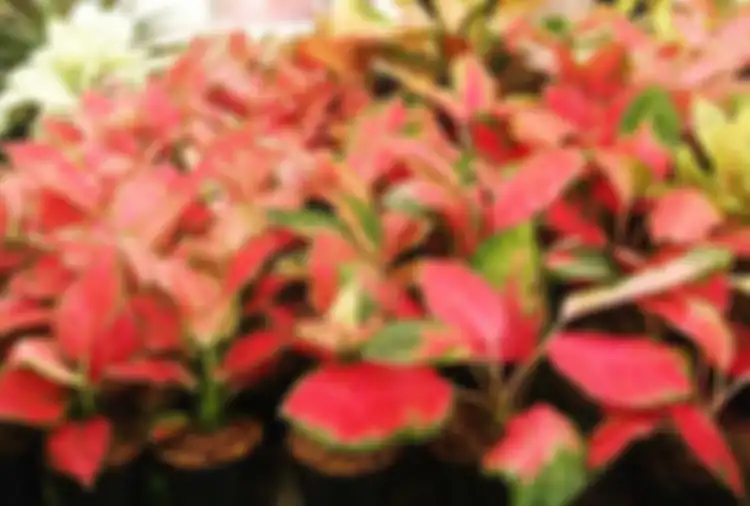 Aglaonema