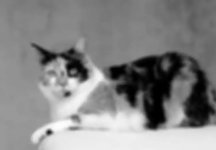 Kucing Tiga Warna; Merawat Kucing Calico yang Hamil, Lakukan Ini!