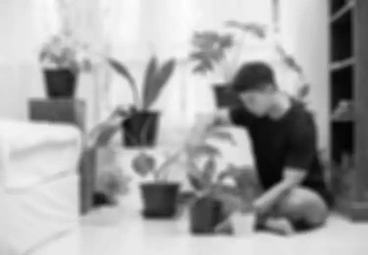 Perhatian Buat Para Pecinta Tanaman Hias, Begini Cara Agar Daun Tanaman Makin Kinclong, Cuma Bersihkan dengan 4 Bahan Alami Berikut Ini!