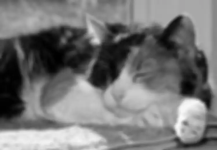 Kucing Peliharaan Anda Mungkin Tahu di Mana Anda Berada Meski Mereka Tidak Melihat Anda, Ungkap Para Peneliti