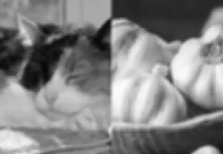 Kucing Tiga Warna; Makanan Berikut Ini Bisa Jadi Racun bagi Calico
