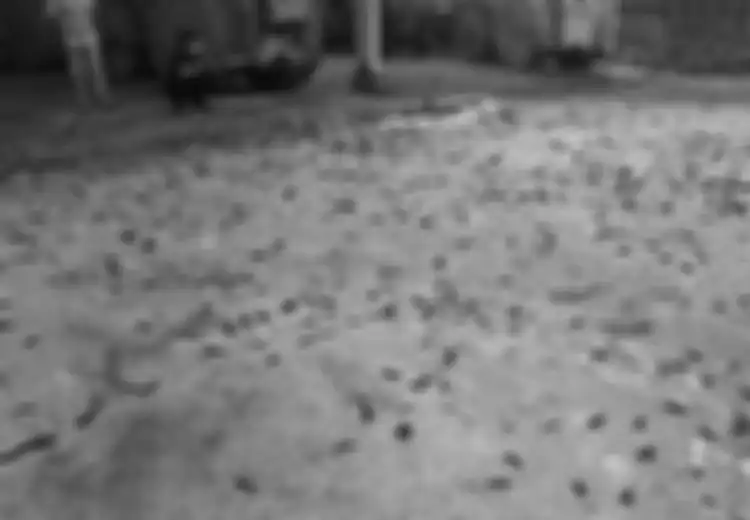 Pantas Saja Ribuan Burung Pipit di Bali Berjatuhan dan Mati, Ini Rupanya yang Diduga Jadi Penyebabnya, Perilaku Warga pun Harus Diubah 