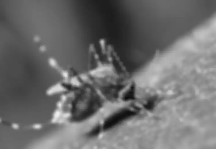 Hari Demam Berdarah Dengue: Bukan 3M, Warga Flores Punya Cara Sendiri untuk Menangkal Demam Berdarah