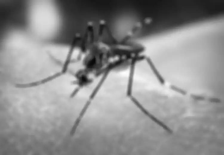 Satu Orang Dirawat Setiap Menit Karena Infeksi Dengue