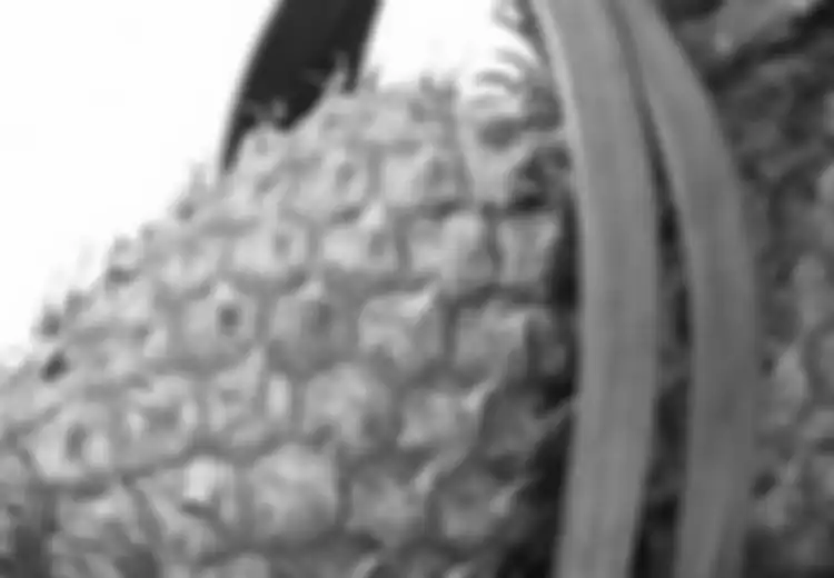 Ini Efek Negatif Buah Nanas Bagi Kesehatan Tubuh