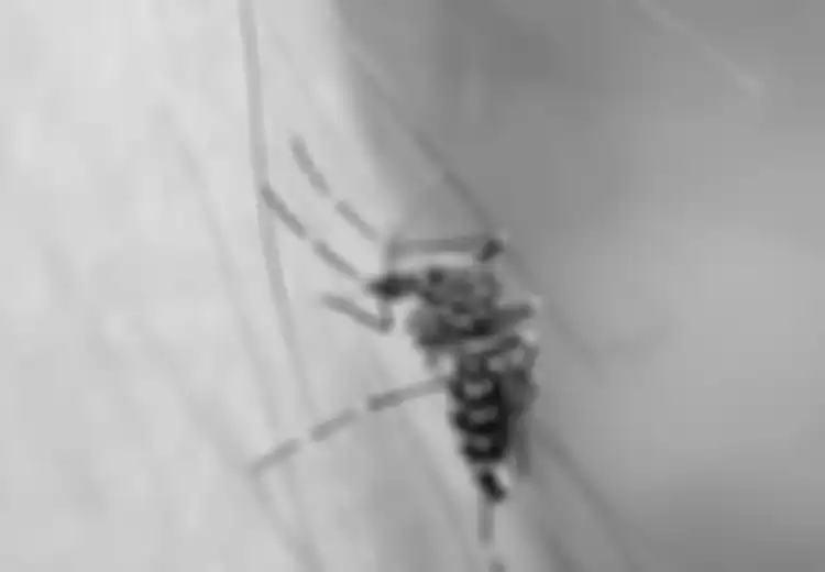 Hari Demam Berdarah Dengue: Bagaimana Penduduk Haiti Bisa Kebal Terhadap DBD?
