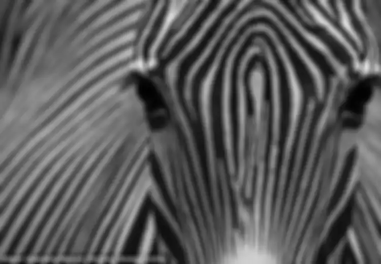 Mengapa Tubuh Zebra Bergaris Hitam dan Putih?