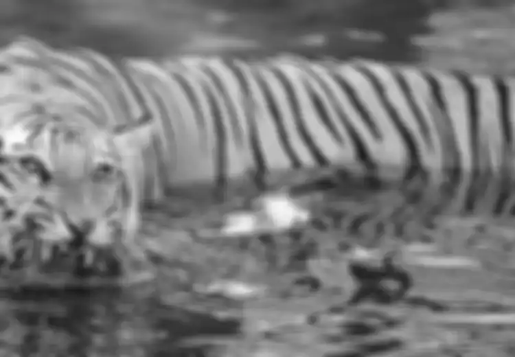 Geger Wanita India Tewas Dicakar Harimau
