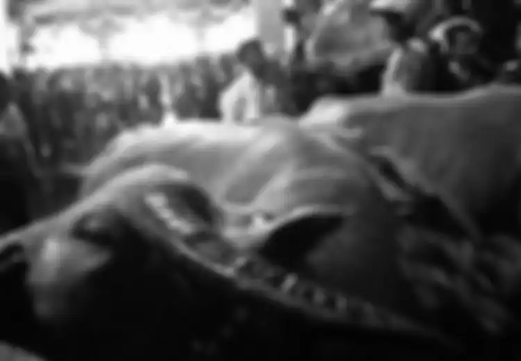 Geger Kerbau Bule Keraton Kasunanan Surakarta Mati Ditikam