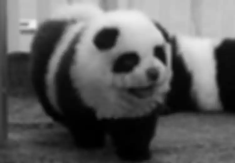 Anjing Panda Jadi Hewan Peliharaan Populer di China
