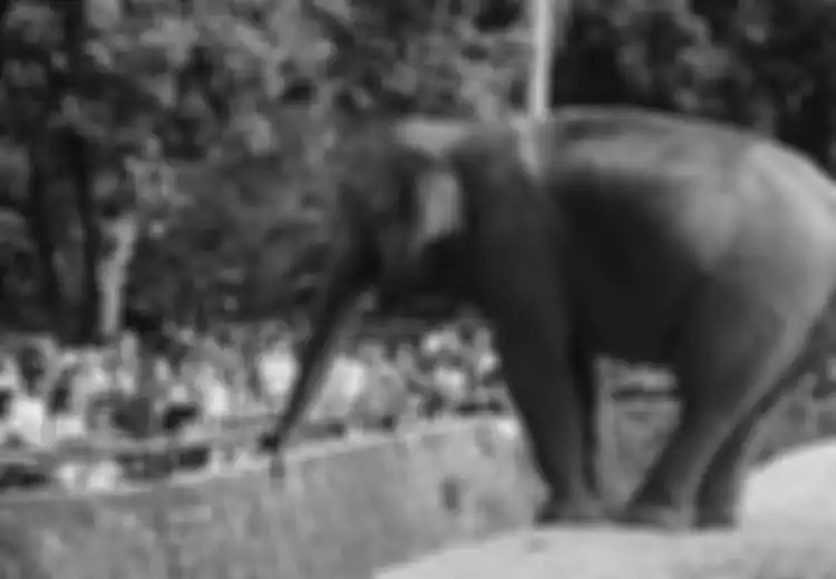 Lorong Masa: Krismon 1998, Saat Gajah Makan Batang Pisang