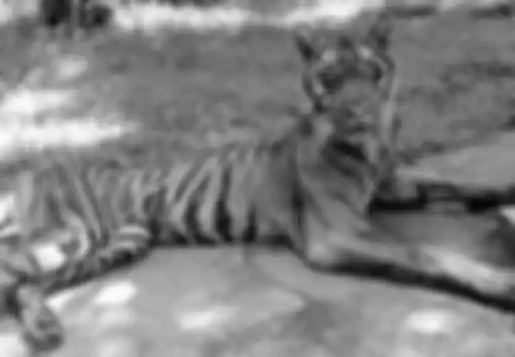Lorong Masa: Krismon 1998, Harimau Terpaksa Puasa