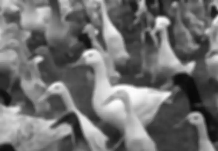 Menggemaskan, Video Ini Buktikan Bahwa Hewan Bisa Lakukan Pekerjaan Lebih Baik dari Manusia