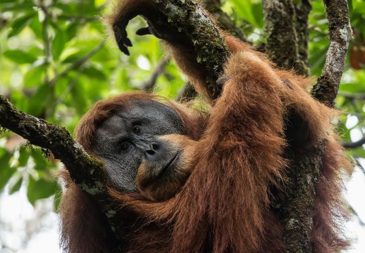 Terancam Punah, Orang Utan Tapanuli di Batang Toru Butuh Koridor Satwa Liar