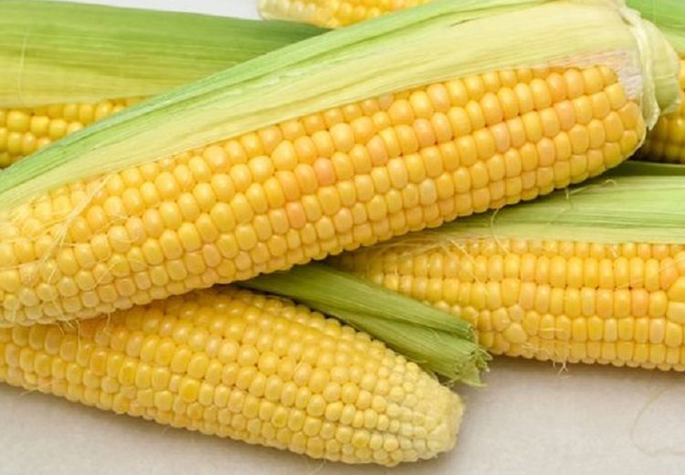 Cara Memilih Jagung Manis Kualitas Terbaik, Cocok untuk Semua Olahan