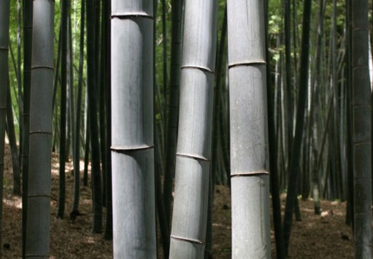 Seberapa Awetkah Bambu-Bambu untuk Pagar Laut Bisa Bertahan?