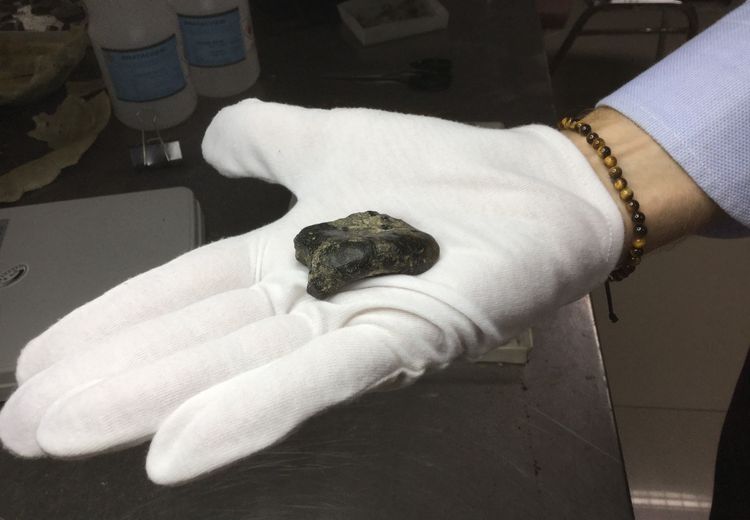 Homo Erectus dari Sundaland Berusia 140 Ribu Tahun Ditemukan di Dasar Laut Selat Madura