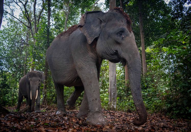 Hari Gajah Sedunia: Bisakah Manusia Bertahan Hidup tanpa Gajah?