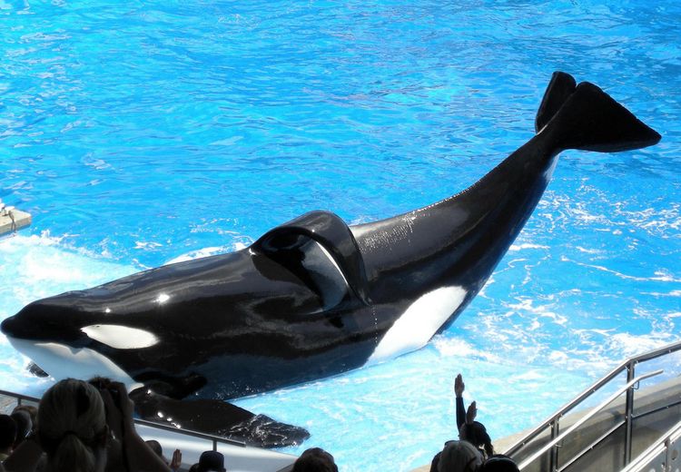 Inilah Tilikum, Paus Orca yang Bunuh Pelatihnya Sendiri, Dipicu Stres?