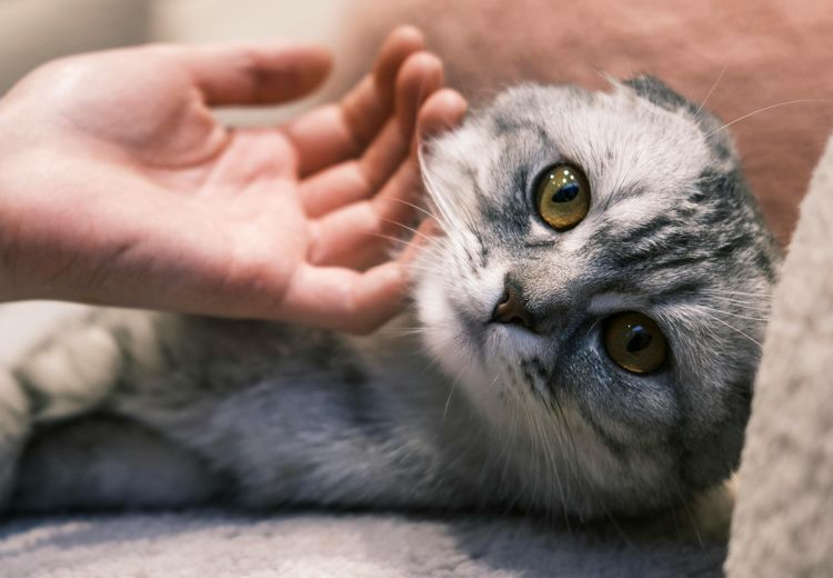 Mengapa Manusia Gampang Jatuh Cinta pada Kucing? Ini Alasan Ilmiahnya