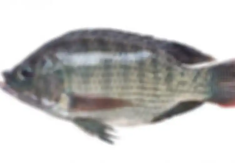 Banyak Dijual di Pasar dan Tidak Mahal, Nyatanya Ikan Ini Manfaatnya Tak Kalah dari Obat, dari Turunkan Berat Badan Hingga Cegah Tiroid