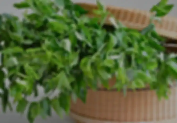 Pantas Satu Keluarga Tak Pernah Sakit, Rahasianya Ternyata Cuma Sering Masak Daun Katuk di Rumah, Penyakit Mematikan Ini Bisa Jauh dari Tubuh