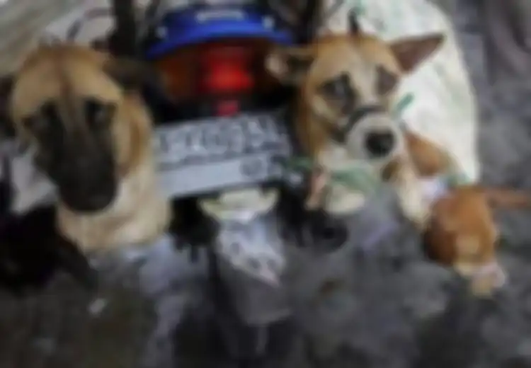 Sebelum Dikonsumsi, Anjing-Anjing di Yogyakarta Dieksekusi Melaui Cara yang ‘Halus’ hingga yang Paling Sadis