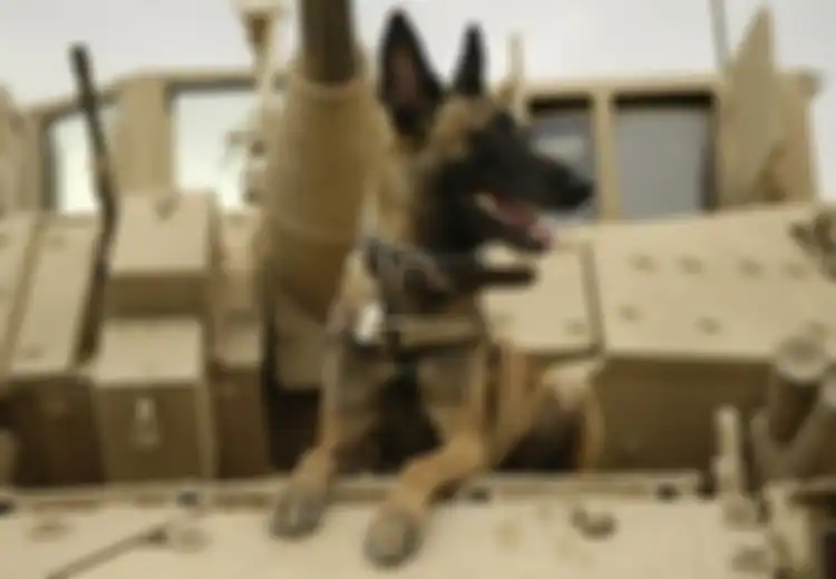 Stres Gara-Gara Tuannya Gugur Saat Memerangi Teroris, Anjing Militer Ini Ikut-Ikutan Mati