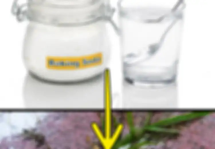 Tak Hanya untuk Bikin Kue, Baking Soda Bisa ‘Sembuhkan’ Tanaman yang Sakit dan Jadikan Kebun Lebih Sehat dan Indah