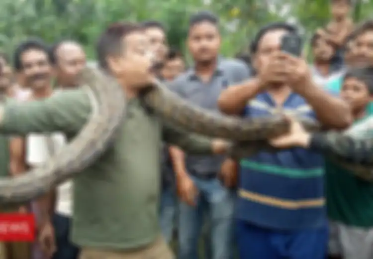 'Selfie', Pria ini Tercekik Lilitan Ular Piton yang Dikalungkan di Lehernya