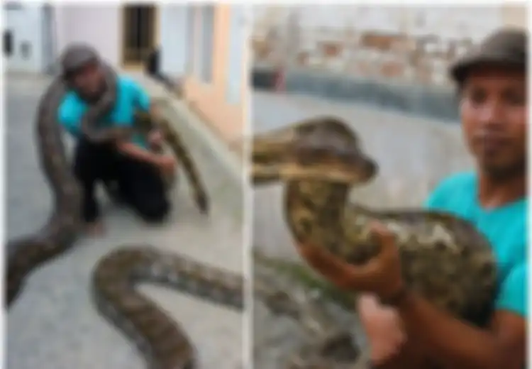 Demi Memberi Makan 10 Ular Piton Miliknya, Pria asal Kebumen Ini Habiskan Rp3 Juta per Bulan!