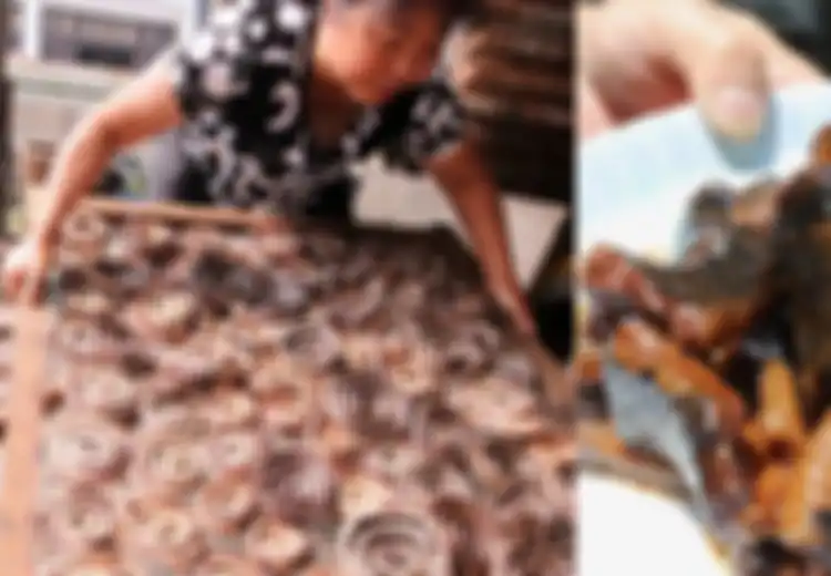 Di China, Ada Desa Ular dengan 3 Juta Ular yang Diternak hingga Menghasilkan Rp172 Miliar Tiap Tahunnya