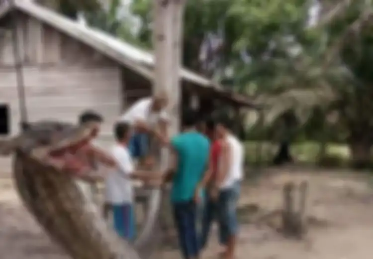 Temuan Ular Piton Raksasa 7 Meter Hingga Telan Manusia, Inilah Kisah Keberadaan Ular Besar Ini di Indonesia