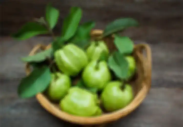Mengatasi Diabetes dengan Ramuan Daun Jambu Biji, Begini Cara Membuatnya!