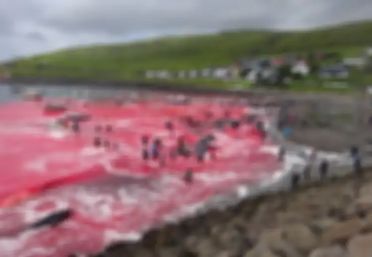 Lautan Dipenuhi Darah Merah, Kala Ratusan Paus 'Dibantai' di Pulau Faroe Setiap Tahunnya