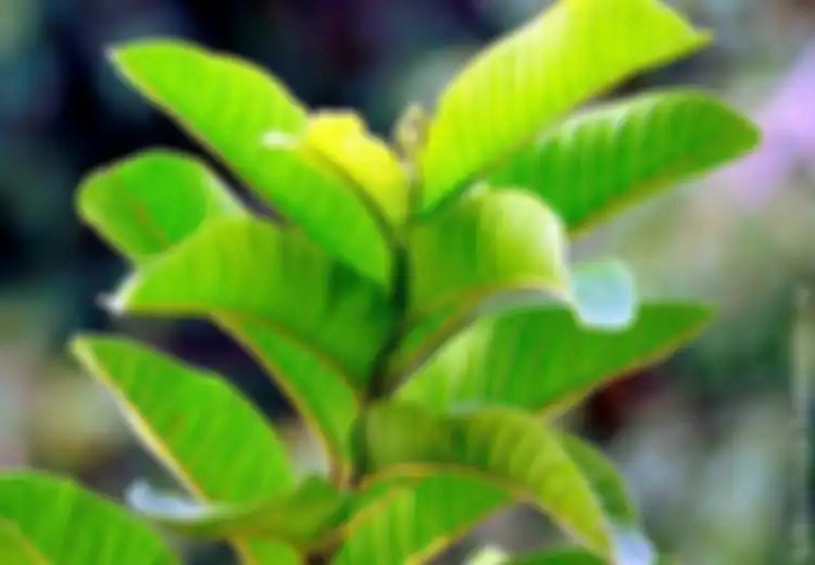 Daun Jambu Biji untuk Mencegah Rambut Rontok, Begini Cara Membuatnya